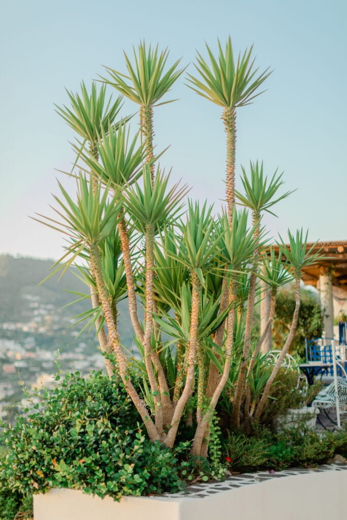 Wedding in Italy on the Island of Ischia – wedding photo 15